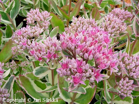 Sedum telephium 'Atlanta', punaisomaksaruoho